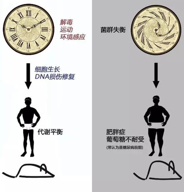 腸道菌群、腸促胰素與糖代謝異常